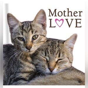 Mother Love Book - Cats Kittens